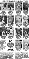Lucas County Dogs for Adoption: 5-3