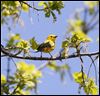 Birders’ hearts soar as event takes wing