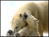 Zoo visitors get 1st look at new polar bear cub