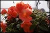 Plant sales fertile soil for inspiration