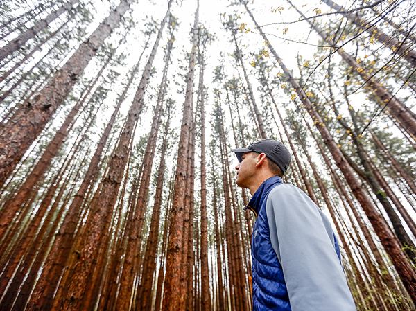 Native plant species returning to Oak Openings