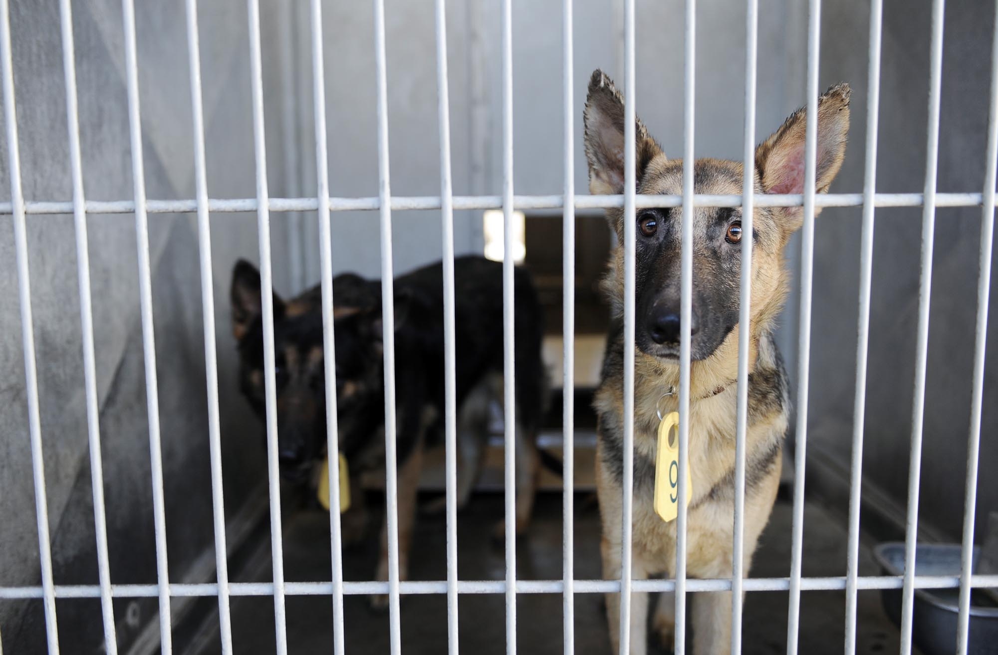 Lucas County opens temporary dog shelter in response to parvo outbreak