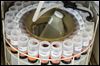 Heidelberg lab is key to algae predictions
