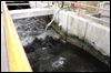 Early forecast predicts mild algae season