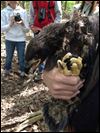 Researchers band eaglets in Michigan