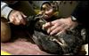 Researchers hope to track toxin in eagles’ blood