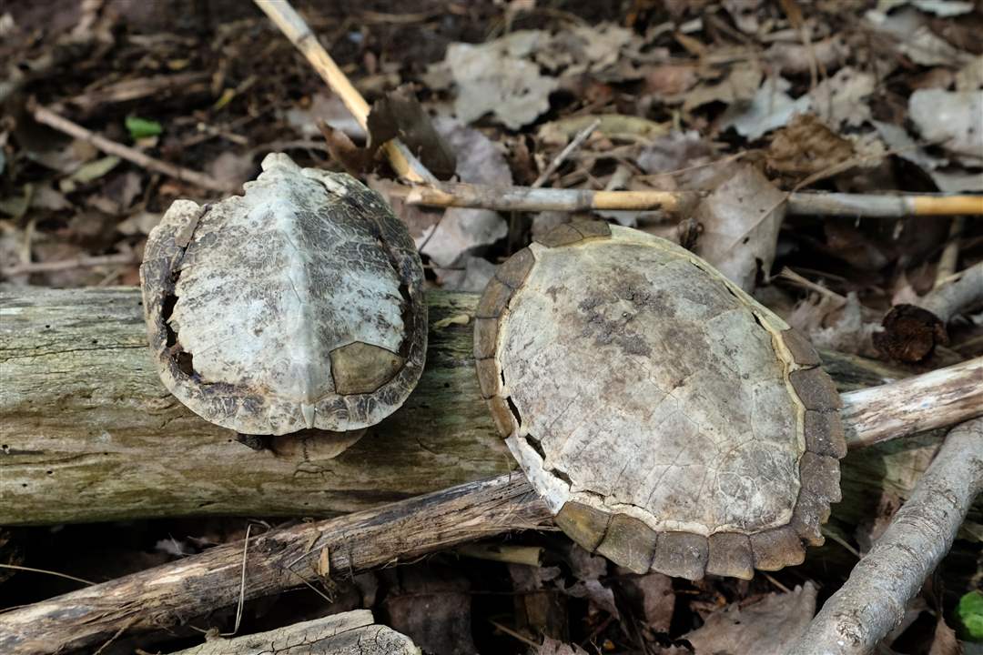 Turtle-shells-5-20
