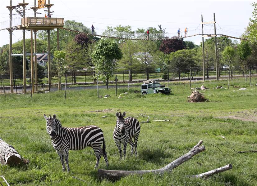 Toledo Zoo gives first look at new zipline course The Blade
