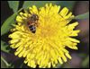 Native plants attract bees, butterflies