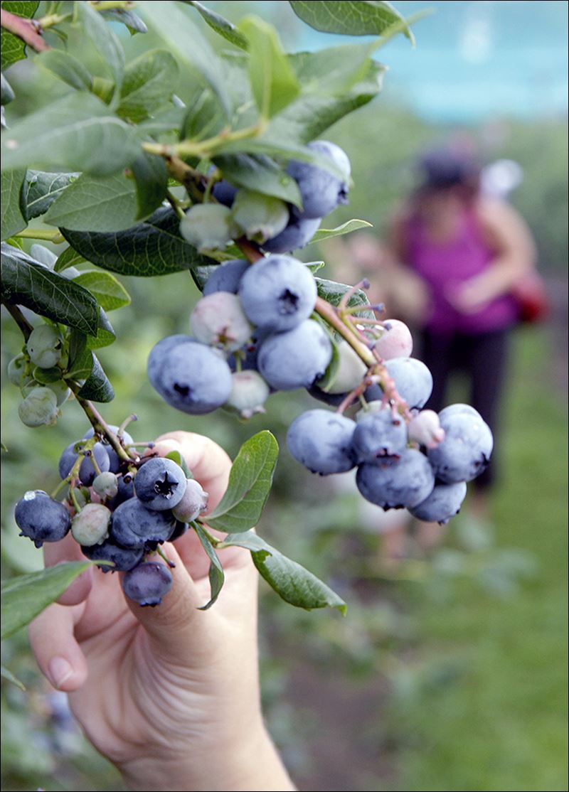 Late blueberries slam Fla. farmers Toledo Blade