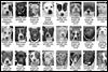 Lucas County Dogs for Adoption: 5-29