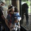 Toledo Zoo chief weighs in on gorilla death