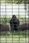 Toledo Zoo has special armed team