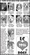Lucas County Dogs for Adoption: 6-1
