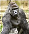 Ohio legislators consider fines, charges in future zoo incidents