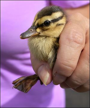 Laura Zitzelberger of Nature’s Nursery holds one of the ducklings. The first rescue try did not succeed.