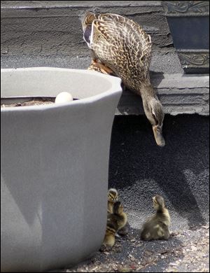 A mother mallard, nicknamed ‘Mrs. D’ by a neighbor at the Commodore Perry apartments in Toledo, keeps an eye on her ducklings that hatched Friday on the building’s roof. 