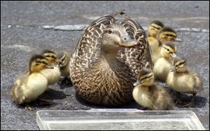 The eight ducklings stay close to their mom on the roof of the Commodore Perry downtown. John Anning, who shares the balcony of his penthouse apartment with the ducks, prepared a tray of water for them.