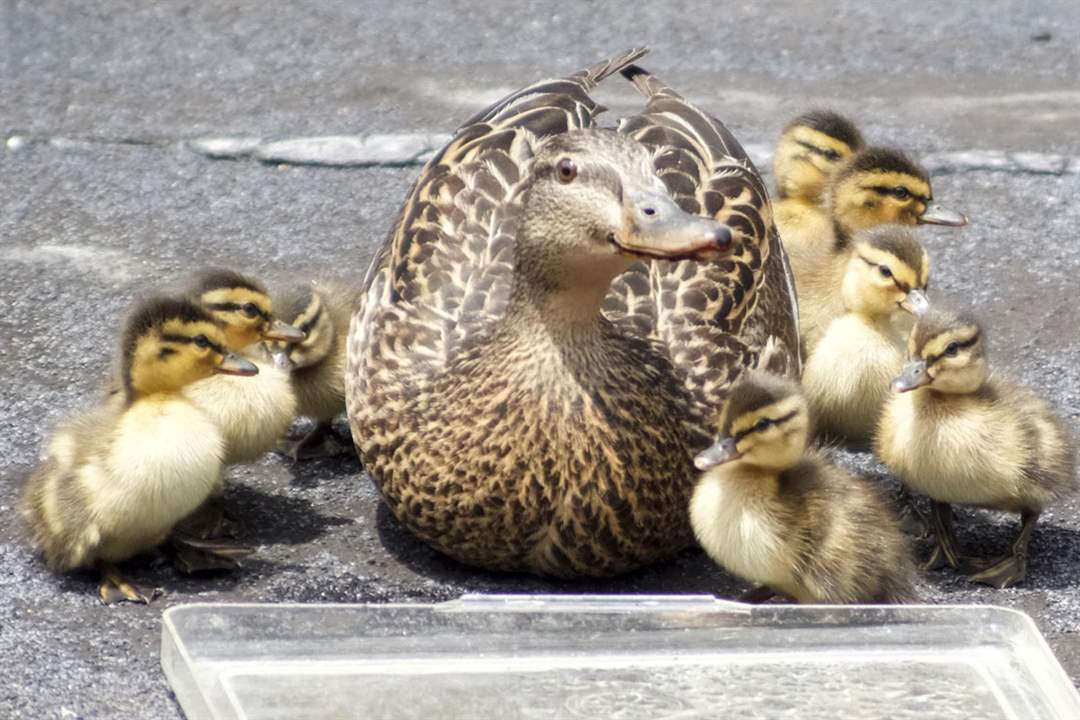 CTY-HATCH3A-mallard-duck-sta