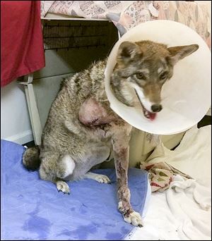 Rue, Nature’s Nursery’s 4-year-old education program coyote, adjusts to life with a missing leg.