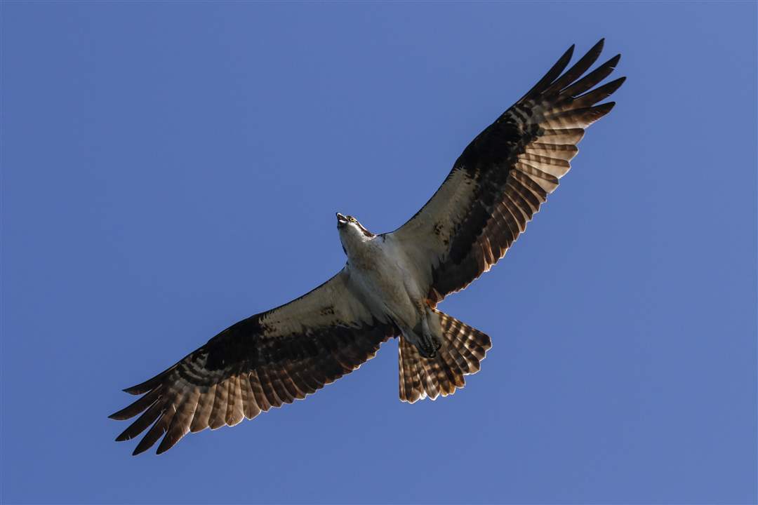 osprey-soars-6-22