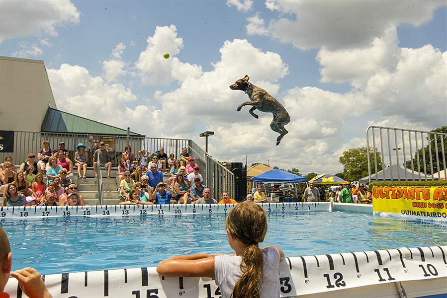 ‘Air Dogs’ make a splash in contest The Blade
