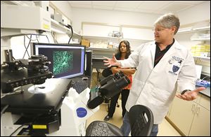 University of Toledo microbiologist Mark Wooten, right, and Padmapriya Sekar, a postdoctoral fellow, look at a time-lapse of Lyme disease bacteria in a mouse at his lab.