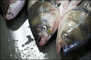 Suggestions are being accepted for ideas for stopping the Asian carp from reaching the Great Lakes.