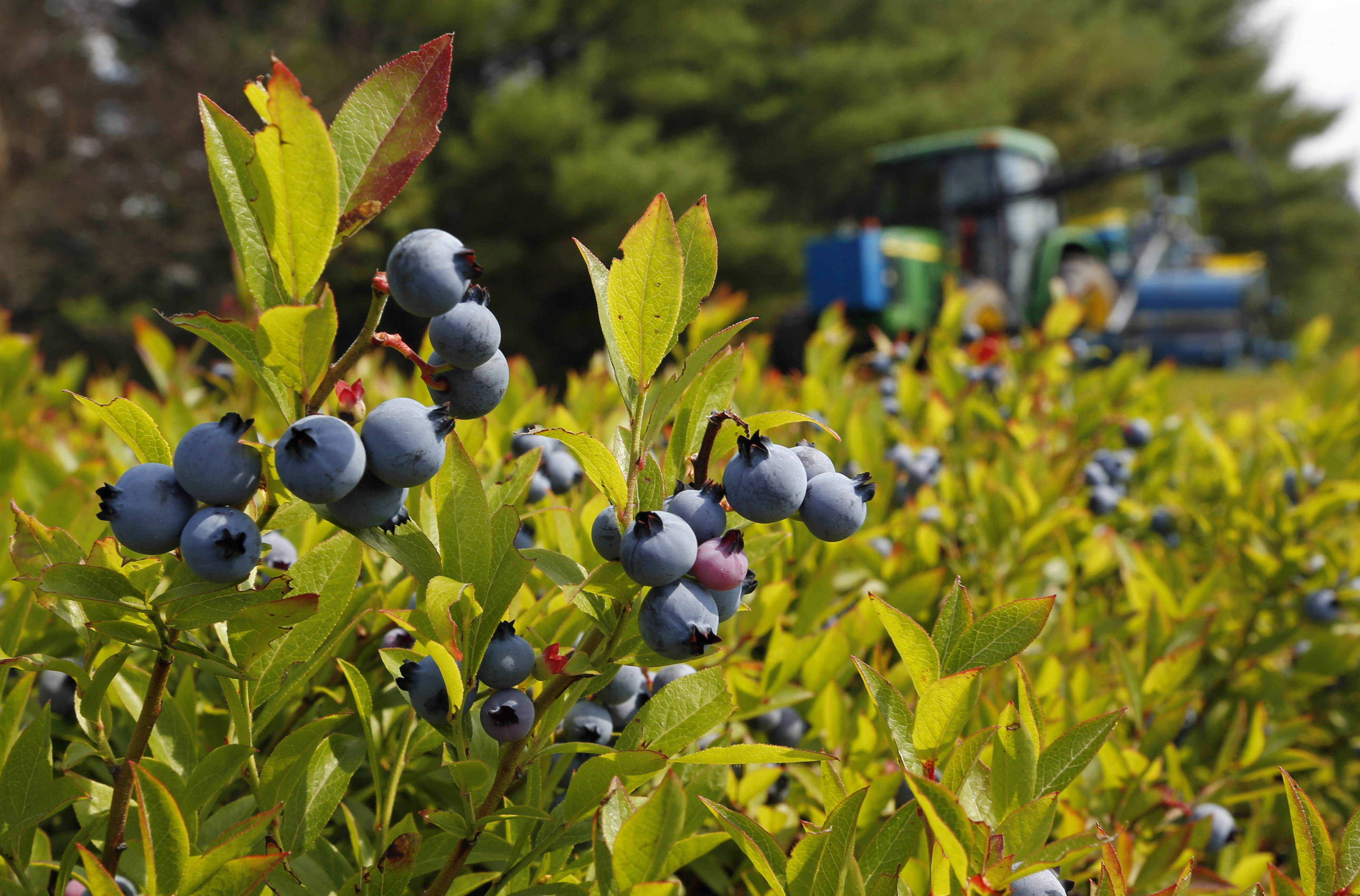 Get Growing Michigan is a rock star of blueberry production The Blade