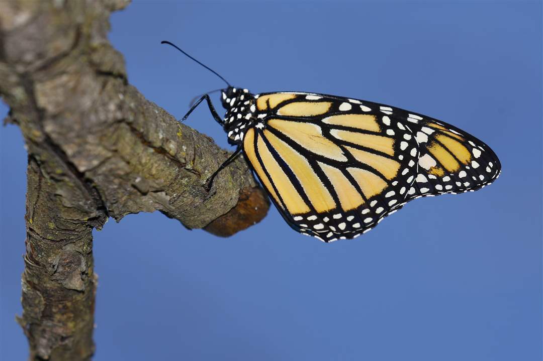 monarch-butterfly-9-7