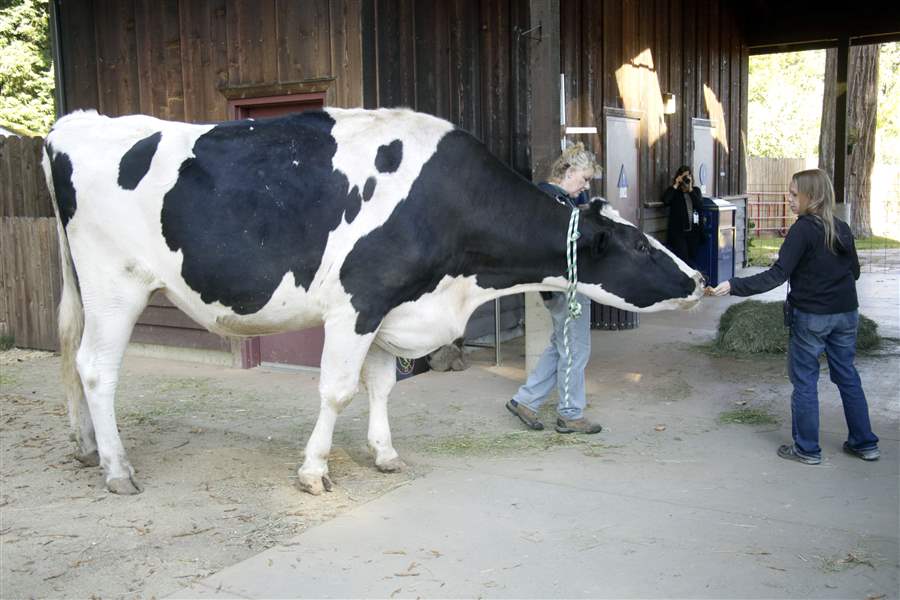 Holy cow! California steer vies for world's tallest bovine The Blade