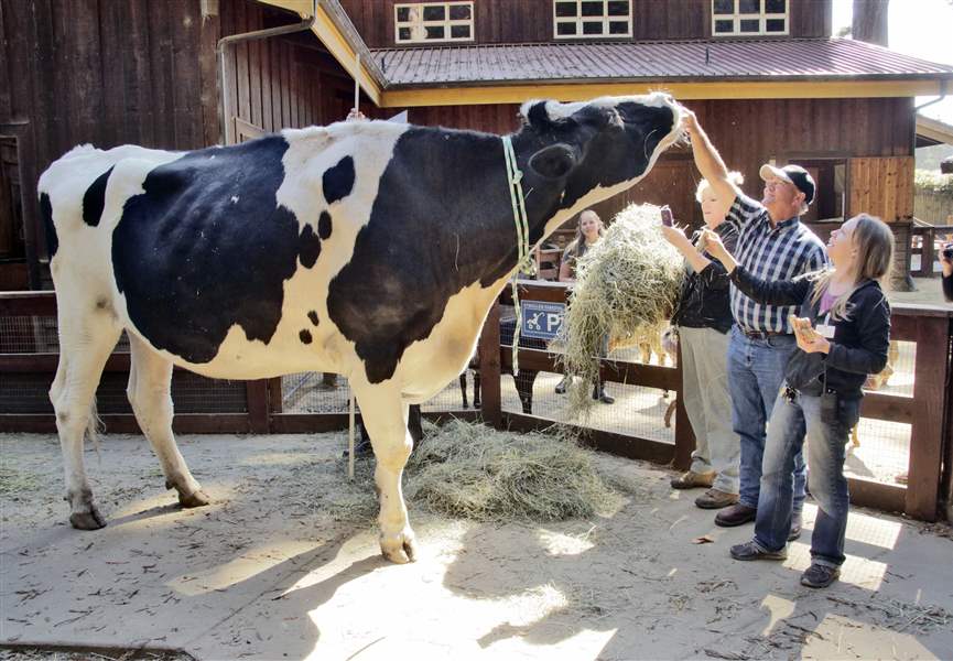 Holy cow! California steer vies for world's tallest bovine The Blade