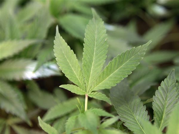 Ohio medical marijuana dispensary license awards delayed