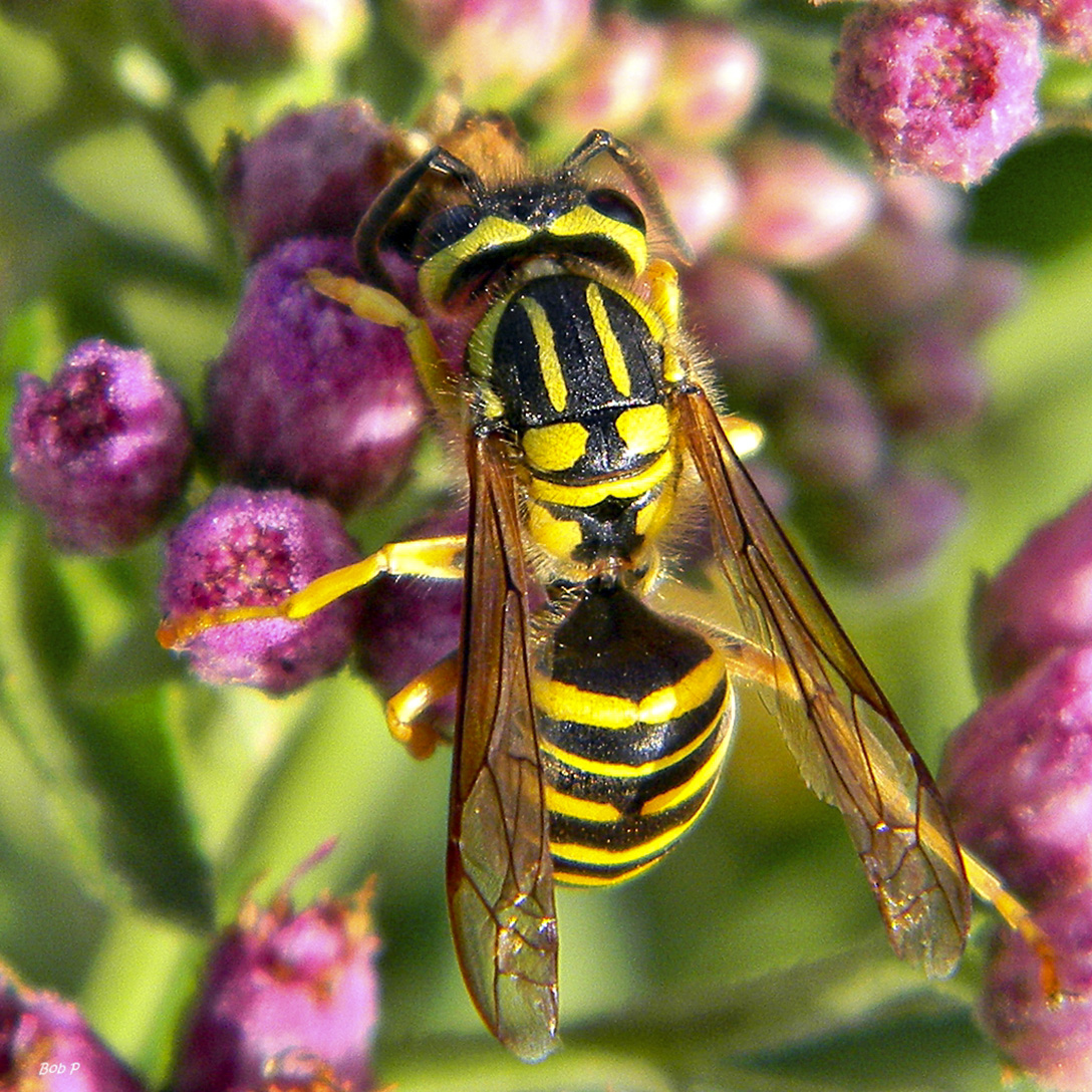 Local wasp colonies feeling sting of aggressive invaders The Blade