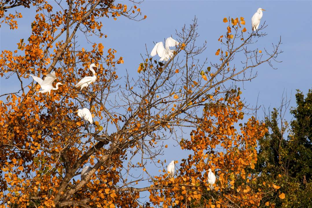 ROV-egrets