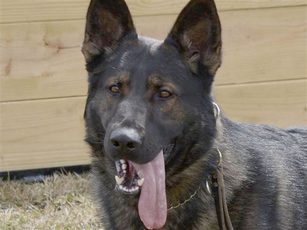 Toledo Police K9 Falko Memorial run to be held Saturday