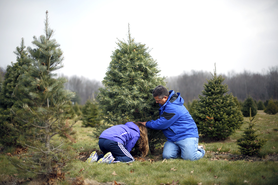 Local Christmas tree growers are hopeful The Blade