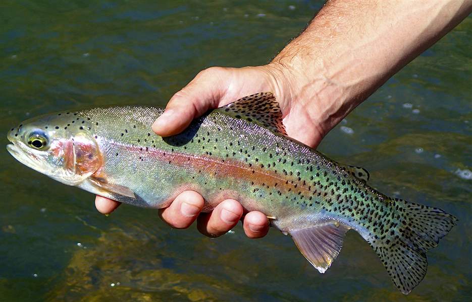 Rare trout gains sanctuary with an 11th hour directive The Blade