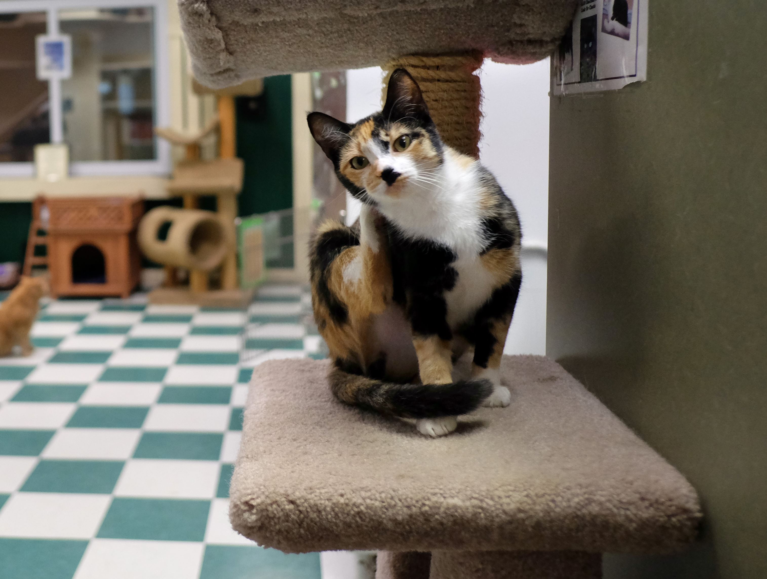 Virus temporarily closes Toledo cat shelter The Blade