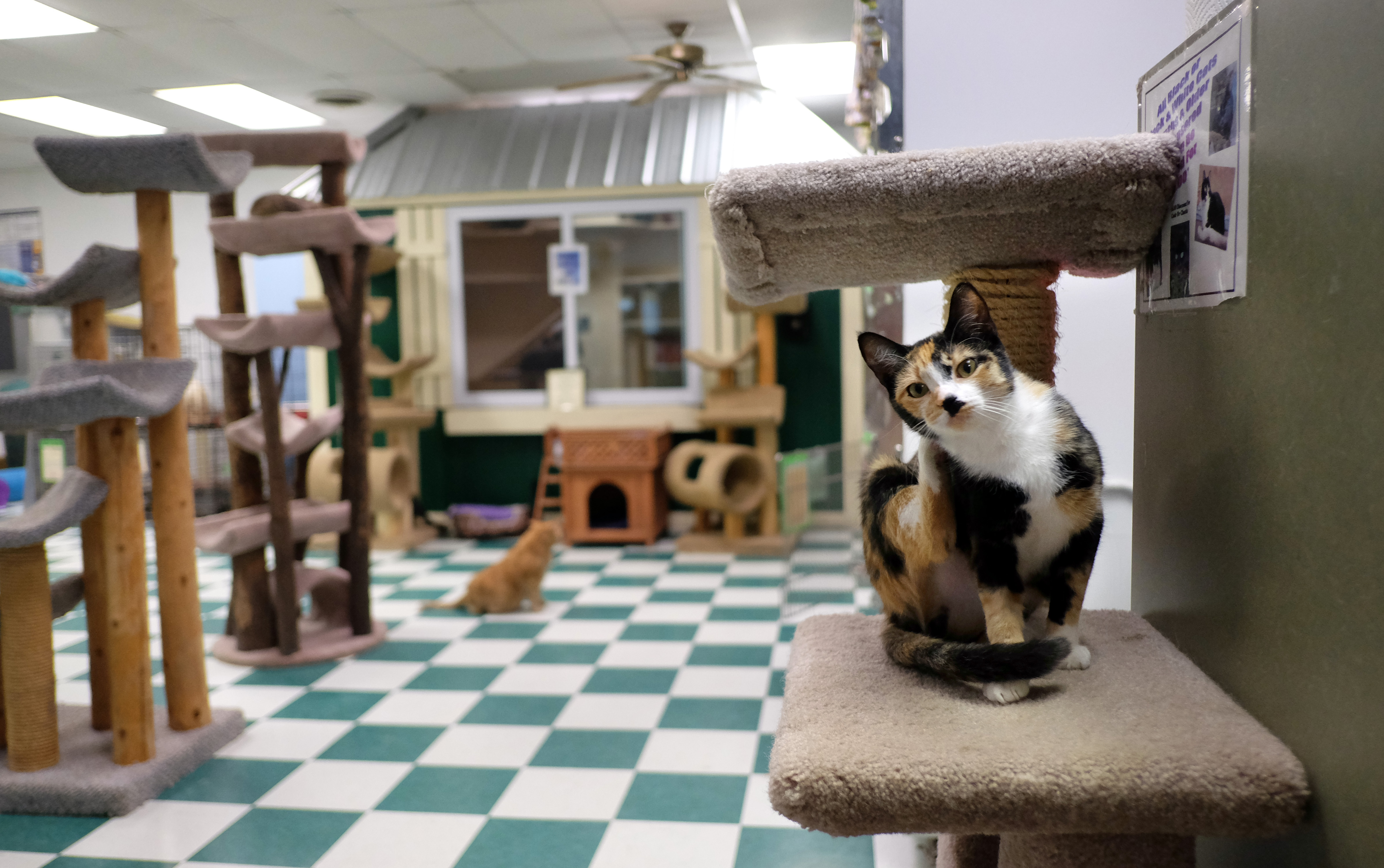 Toledo cat shelter plans Sunday event The Blade