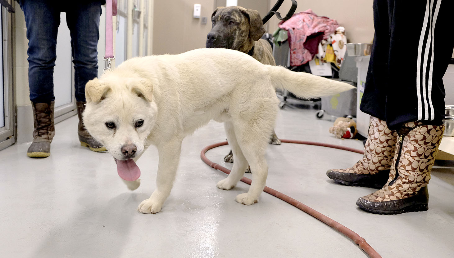 More rescued dogs arrive from South Korea The Blade