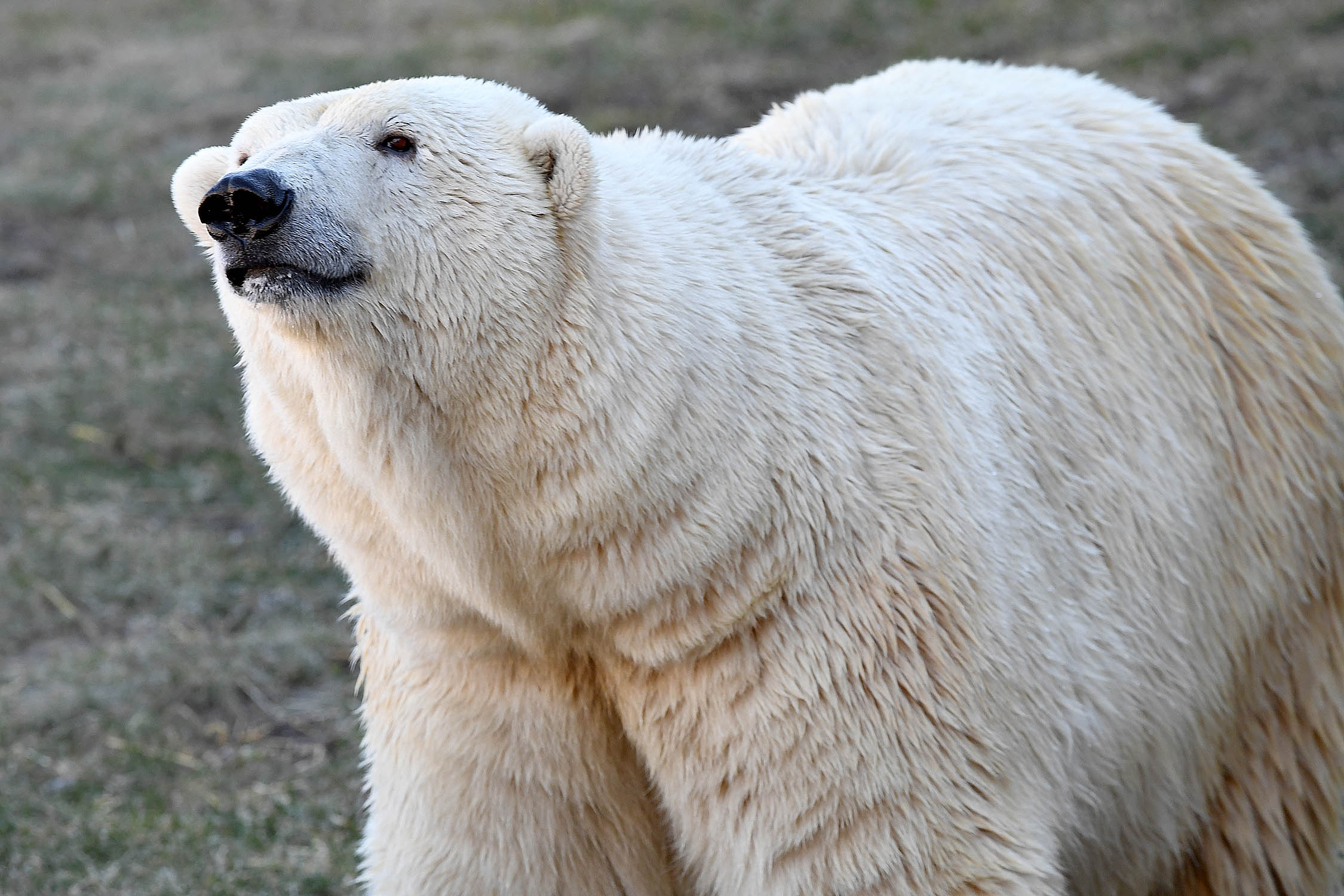 Toledo Zoo polar bear moved to Chicago - The Blade