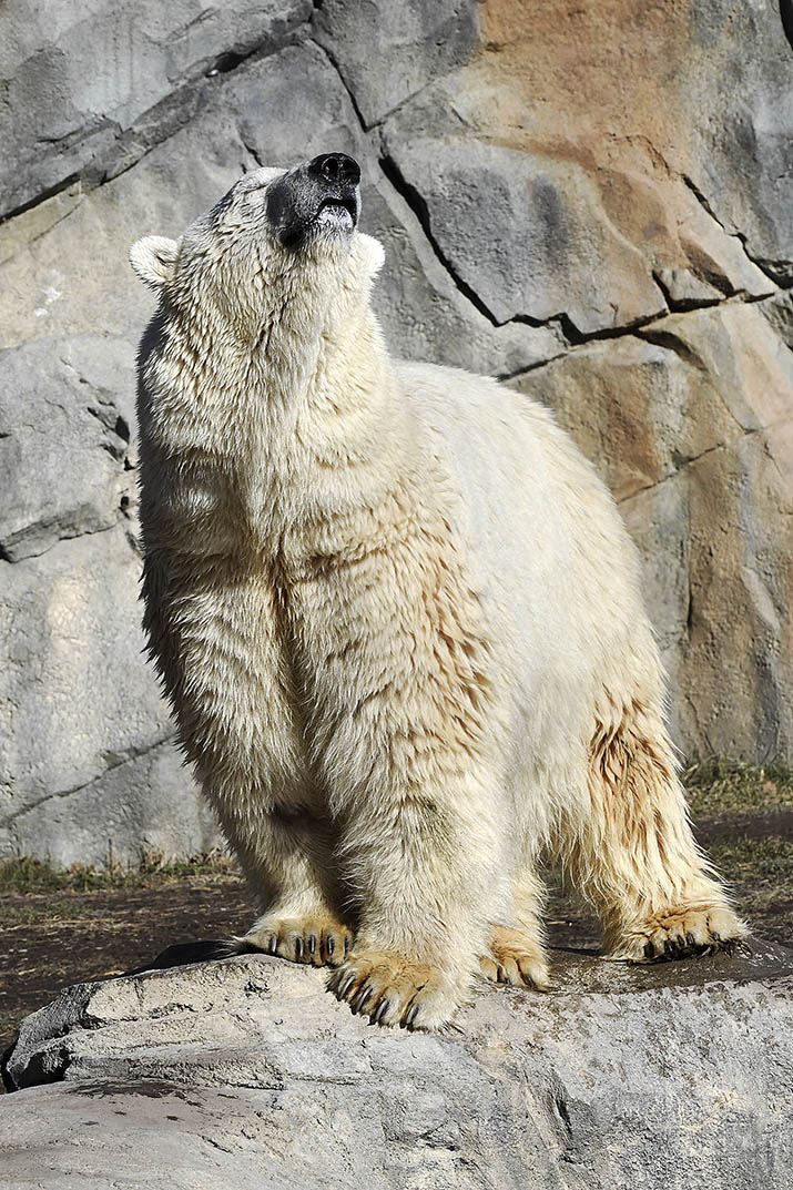 Toledo Zoo polar bear is moved to Chicago - The Blade