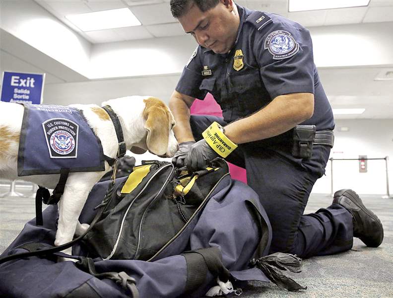Pound puppies grow up to work security at airports The Blade