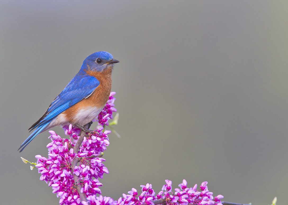 Eastern bluebirds in need of more housing habitat - The Blade