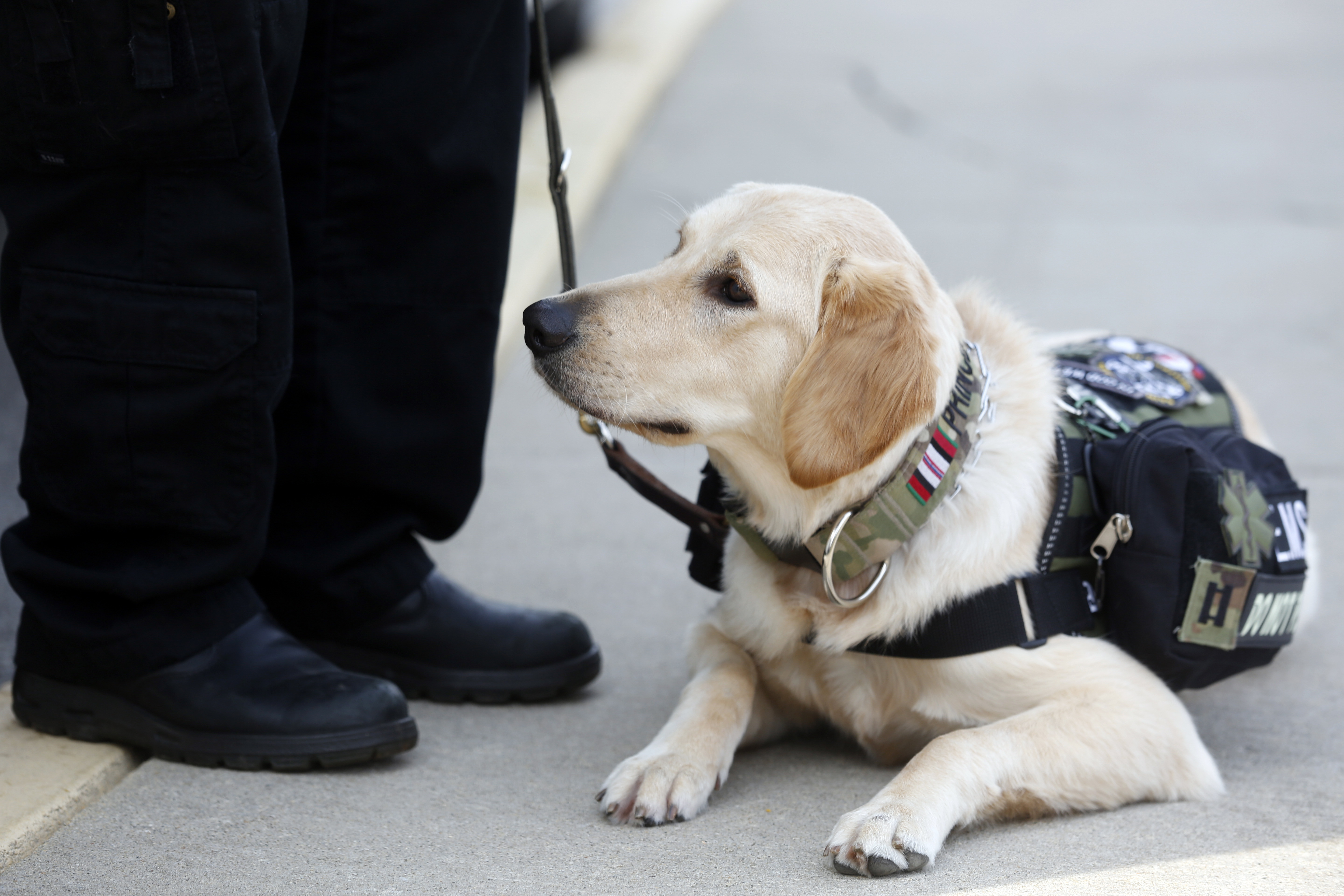 Students, assistance dogs groups to train pups at UT The Blade