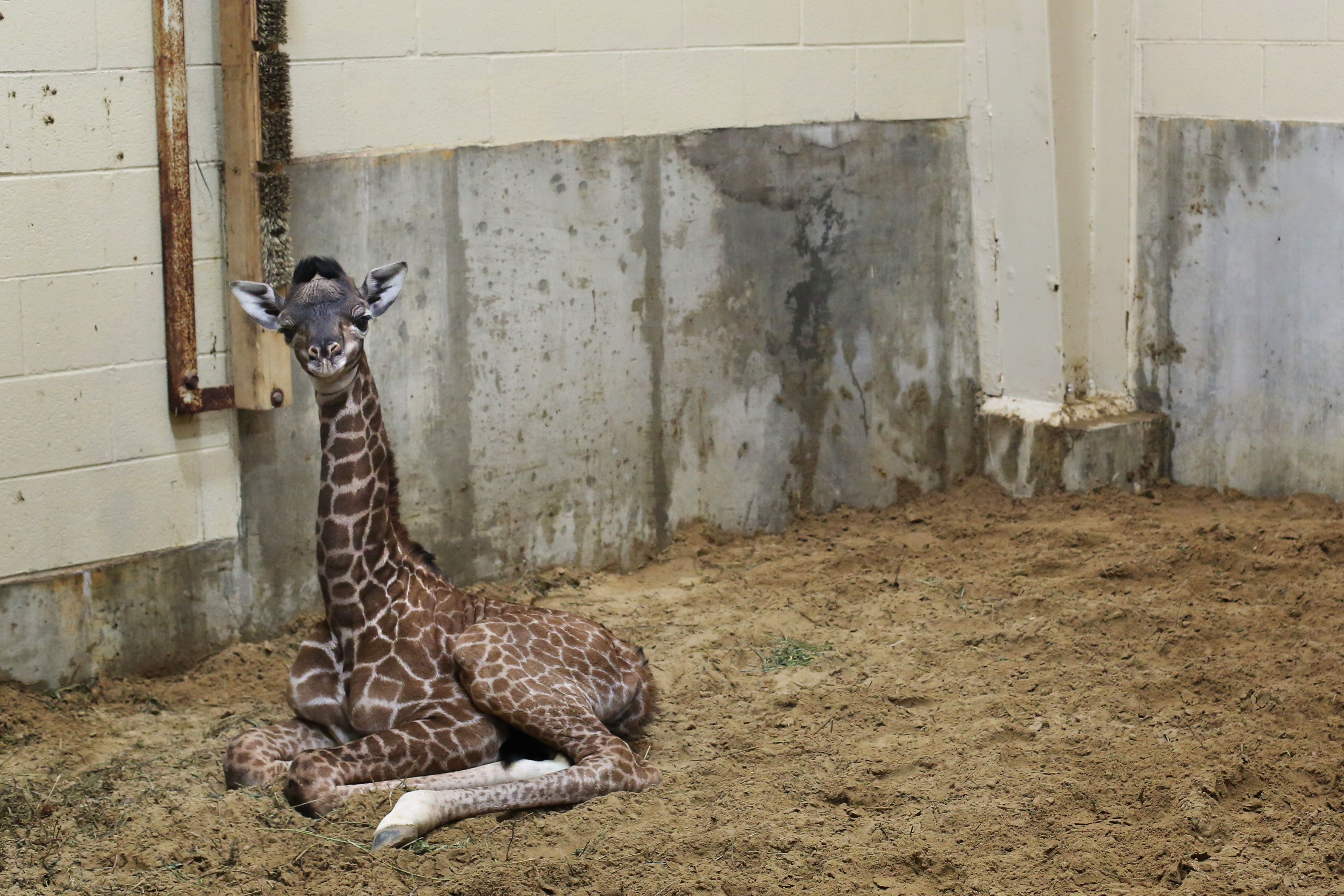 Toledo Zoo baby giraffe The Blade