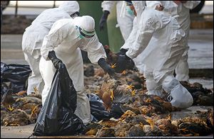 Health workers collect dead chickens killed after bird flu was found in some birds at a market in Hong Kong.
