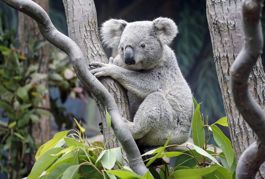 Toledo Zoo koalas back with Coedie The Blade