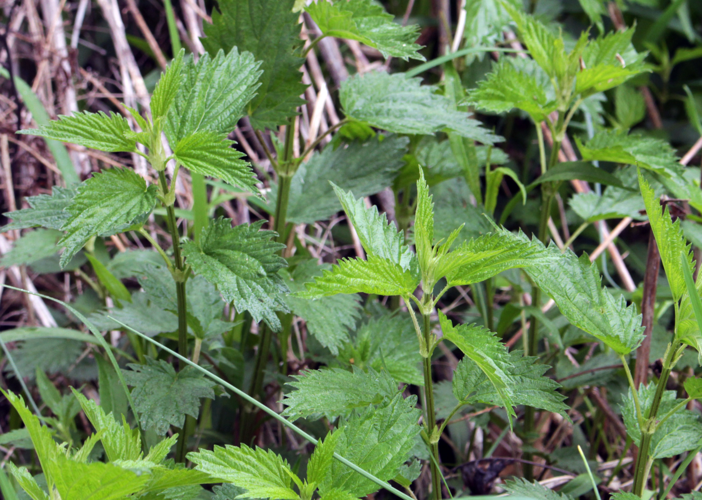 What Does Stinging Nettles Feel Like at Michael Rice blog